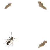 animated-gifs-ants-33